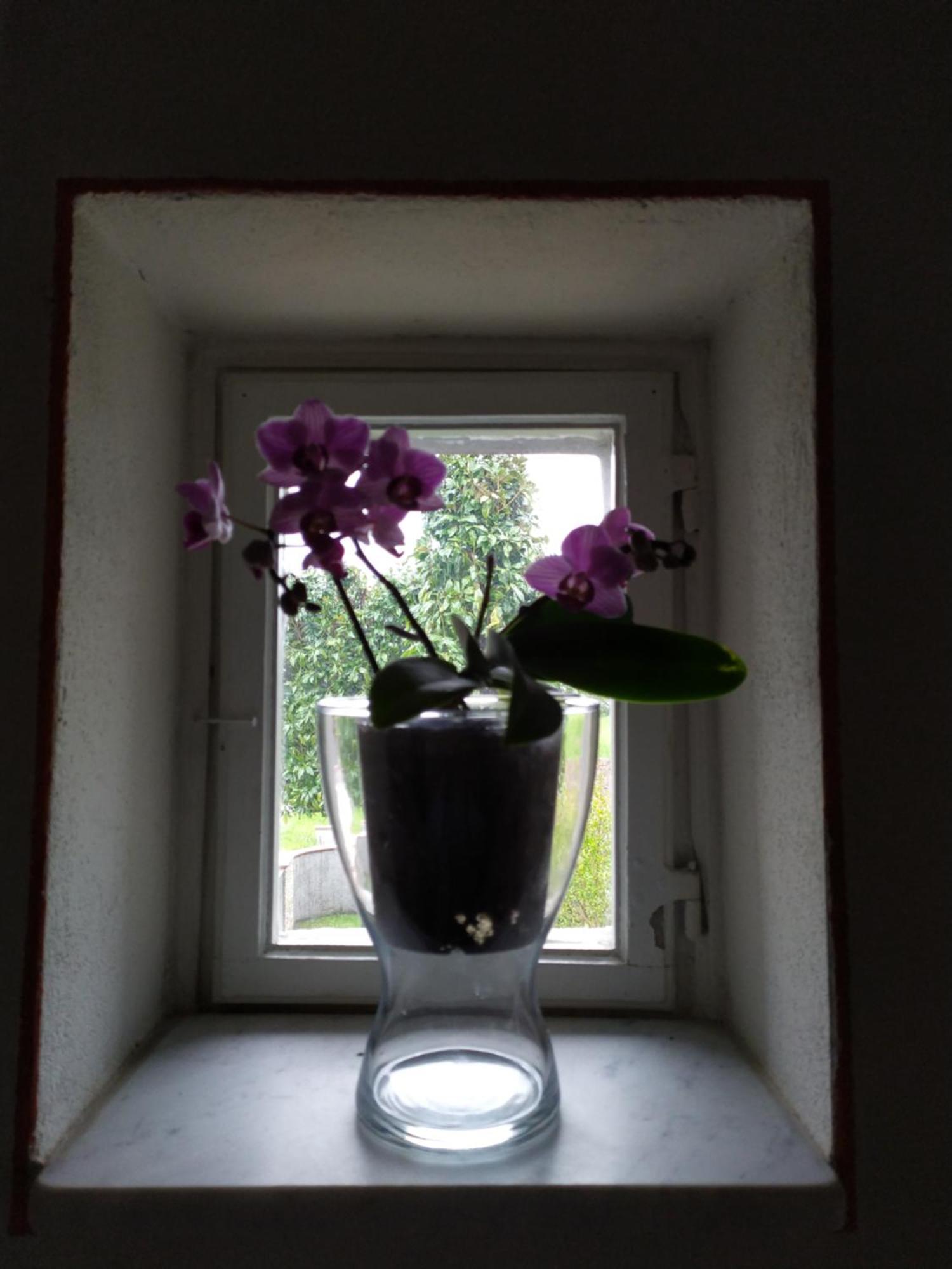 Le Rondini Di San Donato Bed and Breakfast Lucca Eksteriør billede